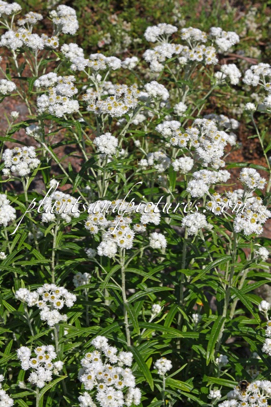 Anaphalis margaritacea