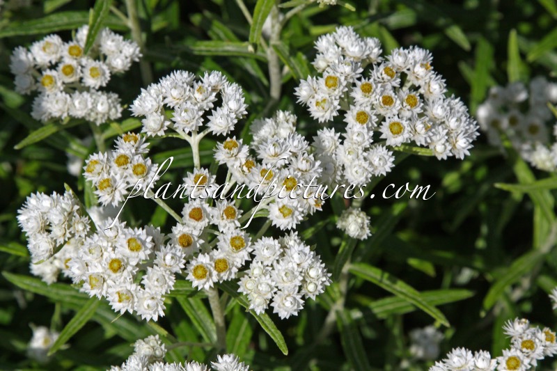 Anaphalis margaritacea