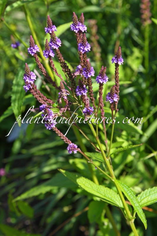 Verbena hastata