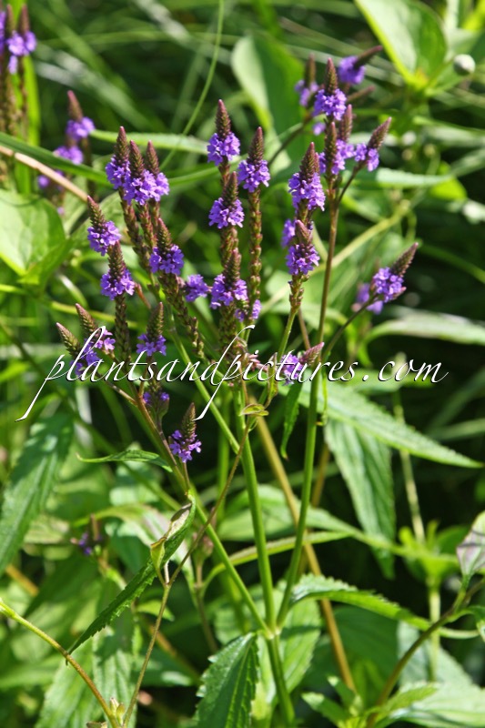 Verbena hastata