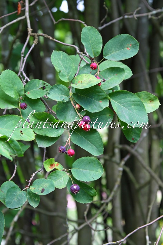 Amelanchier sanguinea