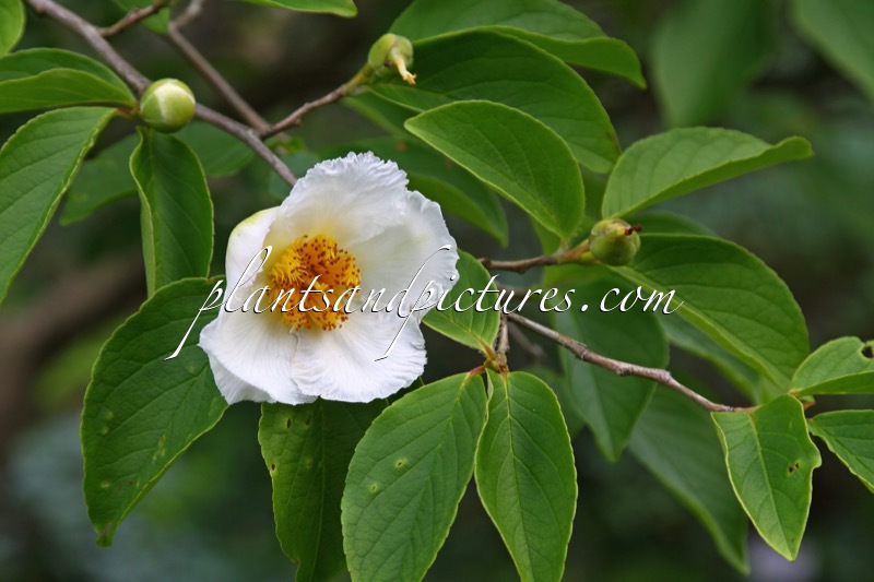 Stewartia pseudocamellia