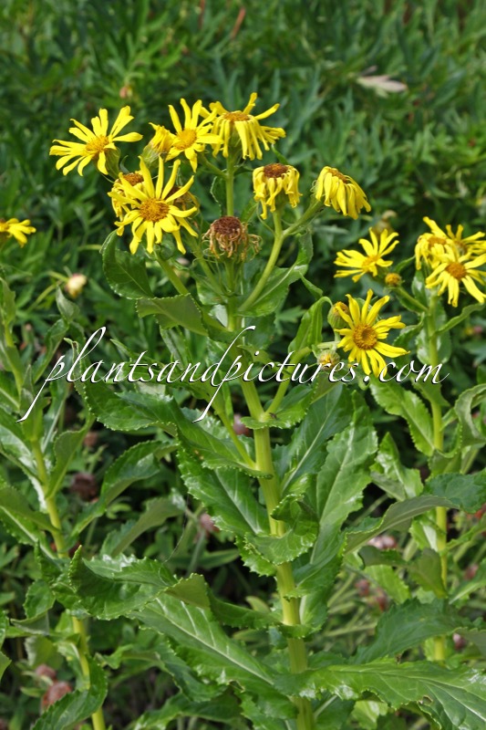 Senecio pseudoarnica