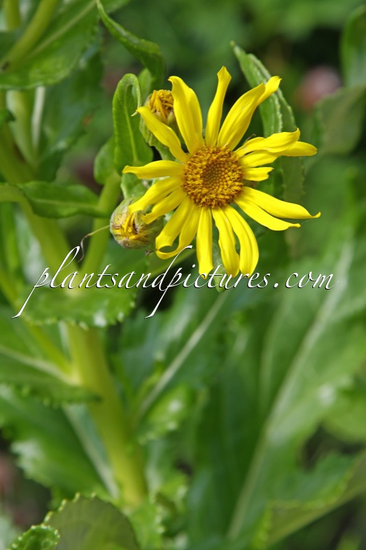 Senecio pseudoarnica