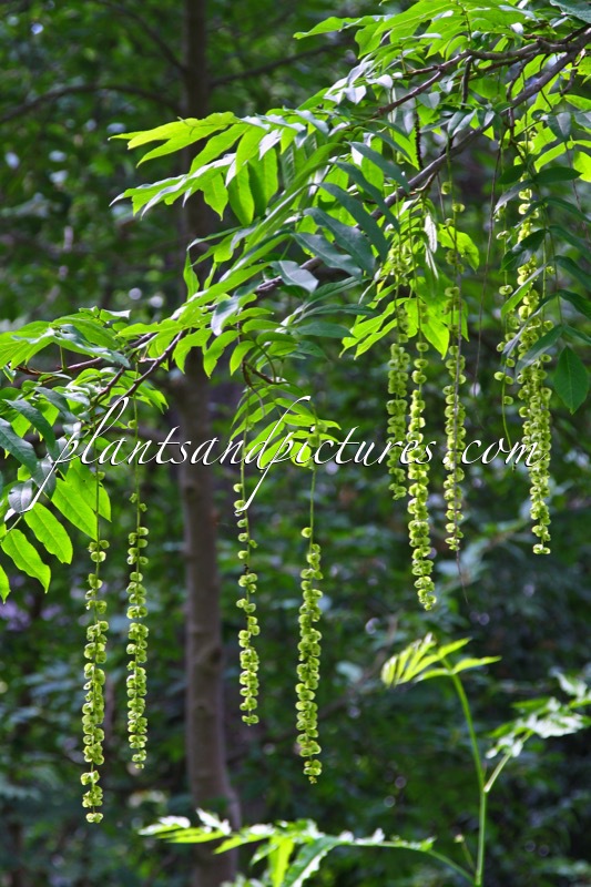 Pterocarya fraxinifolia