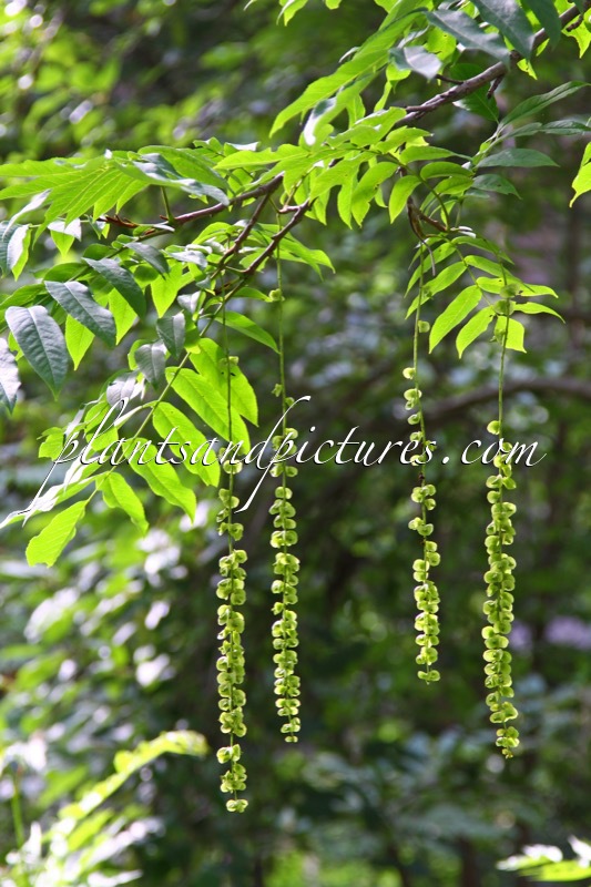 Pterocarya fraxinifolia