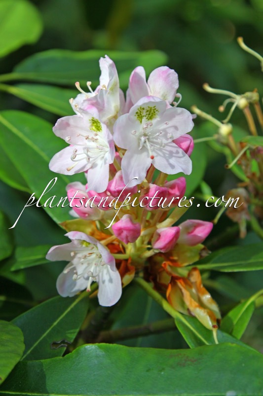 Rhododendron maximum