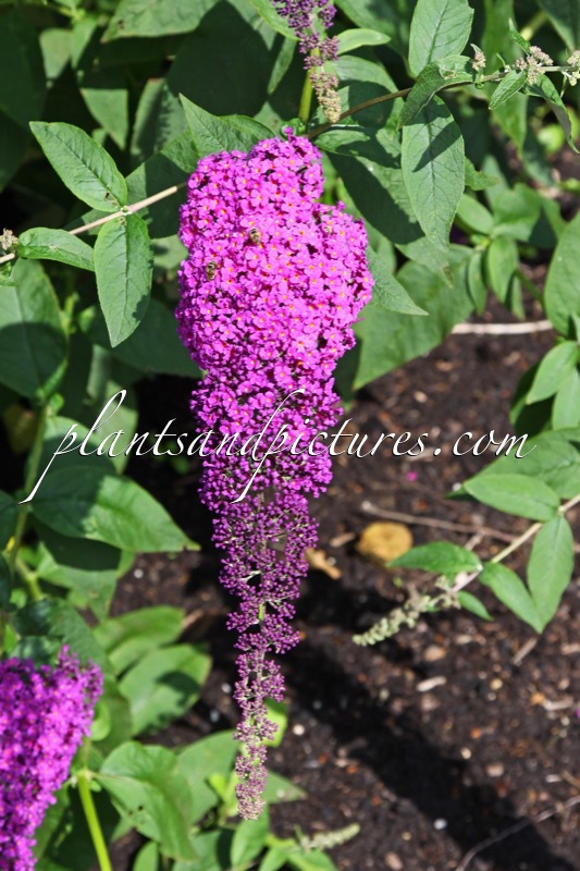 Buddleja davidii ‘Raspberry Wine’