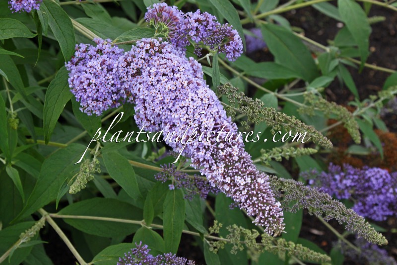 Buddleja davidii ‘Dart’s Papillon Bleu’