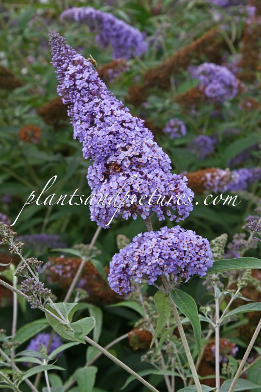 Buddleja davidii ‘Dart’s Papillon Bleu’