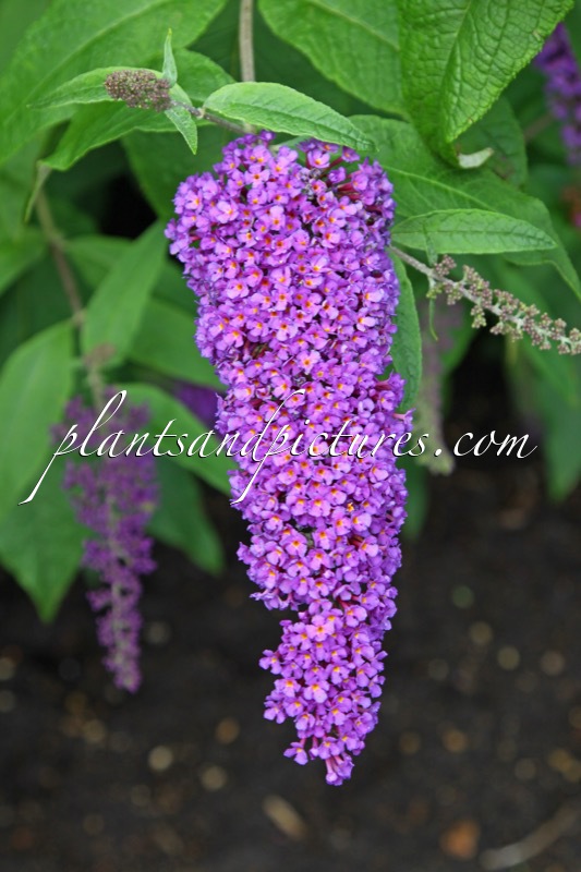 Buddleja davidii ‘Niche’s Choice’