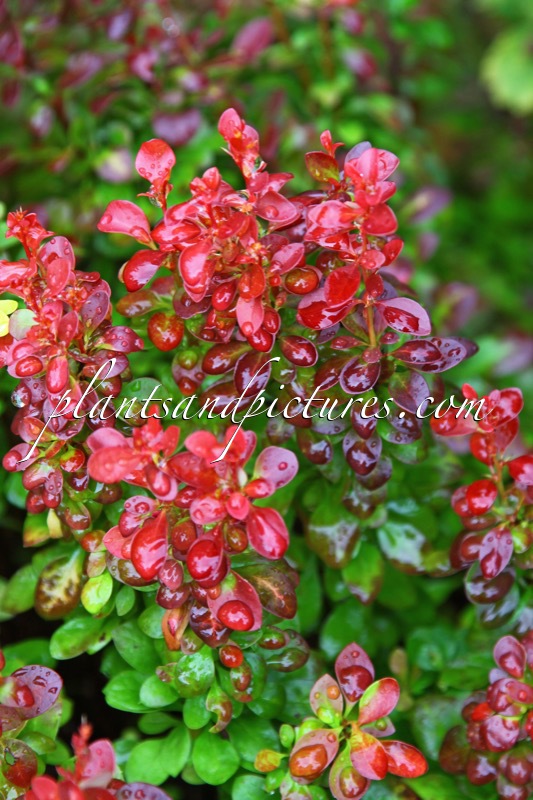 Berberis thunbergii ‘Lutin Rouge’