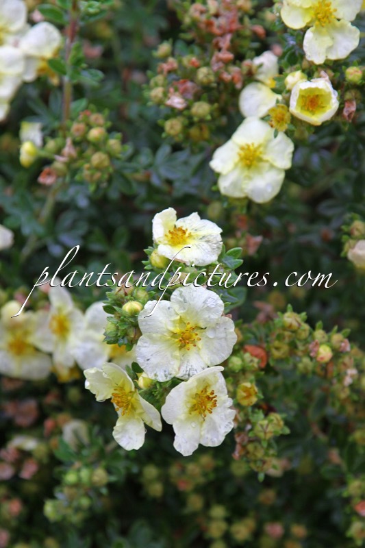 Potentilla fruticosa ‘Golden Carpet’