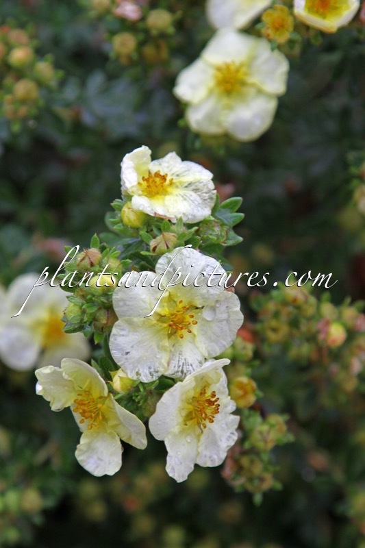 Potentilla fruticosa ‘Golden Carpet’