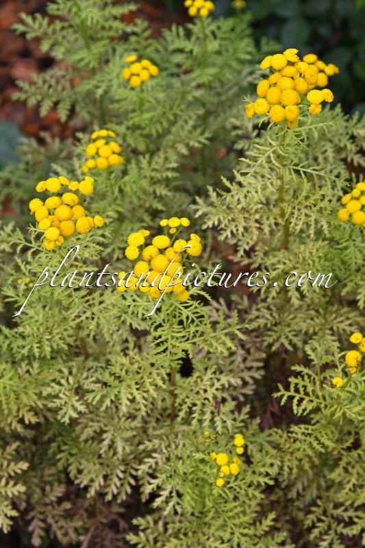Tanacetum vulgare ‘Isla Gold’