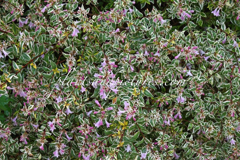 Abelia grandiflora ‘Hopleys’