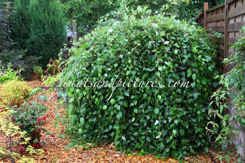 Betula nigra ‘Summer Cascade’