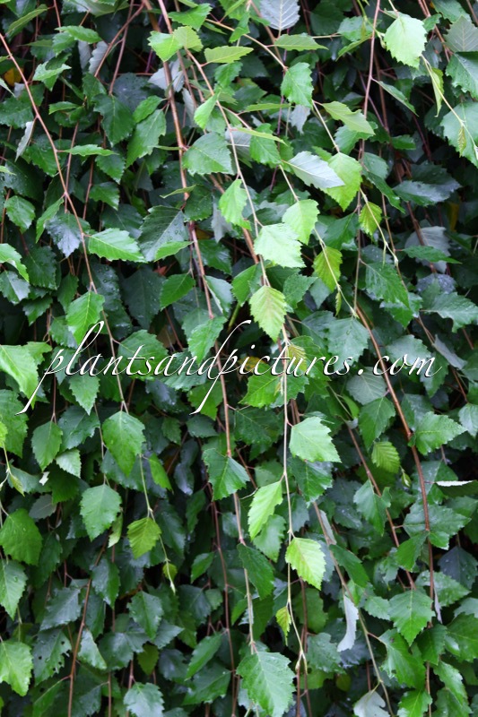 Betula nigra ‘Summer Cascade’