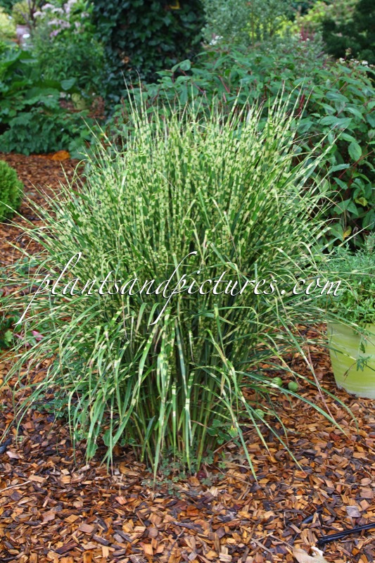 Miscanthus sinensis ‘Gold Bar’
