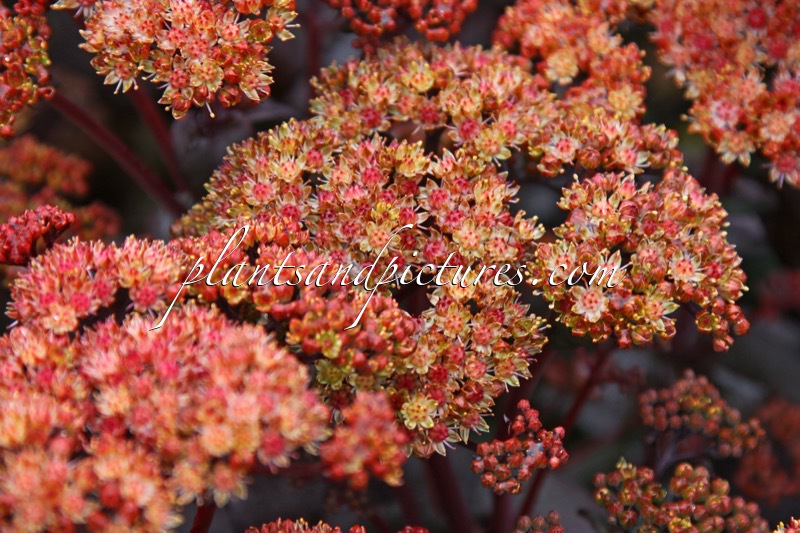 Sedum spectabile ‘Orange Xenox’