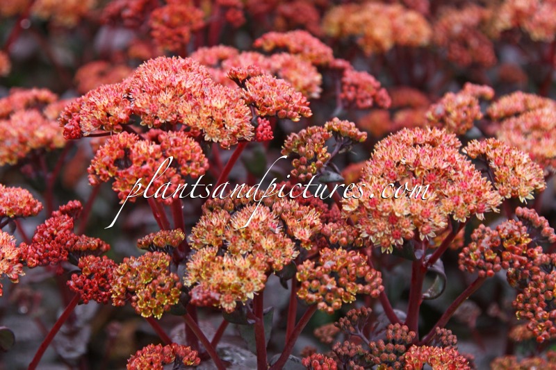 Sedum spectabile ‘Orange Xenox’