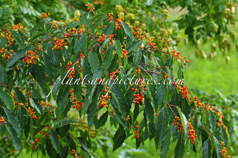 Berchemiella berchemiifolia
