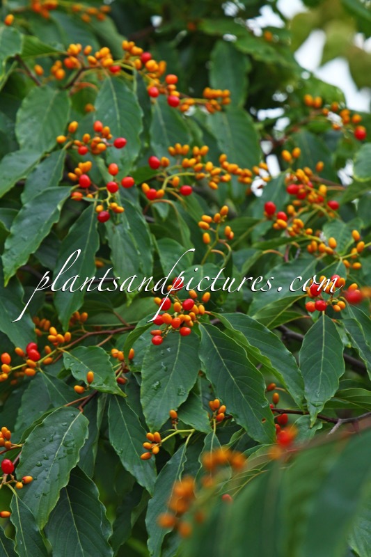 Berchemiella berchemiifolia
