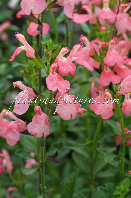 Salvia jamensis ‘Pluenn’