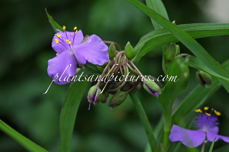 Tradescantia ‘Good Luck’