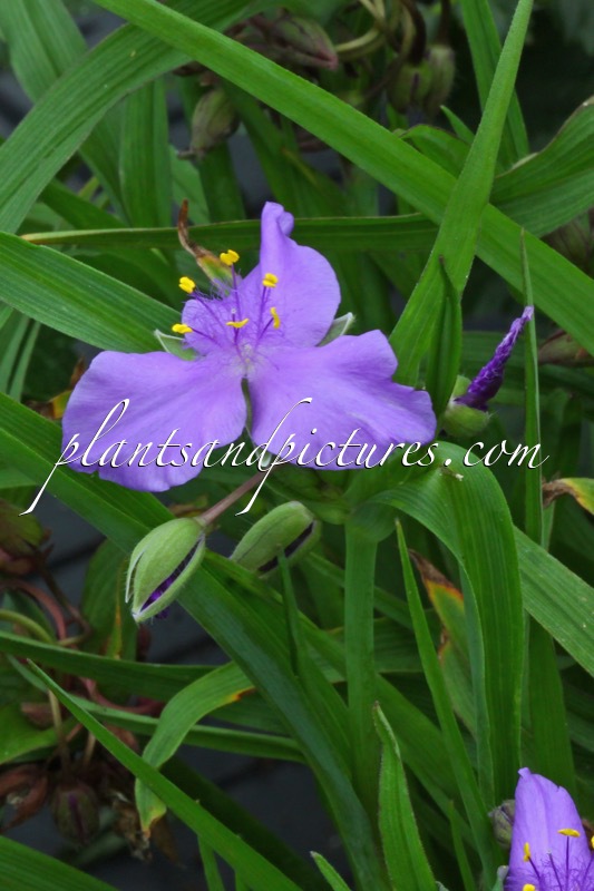 Tradescantia ‘Good Luck’