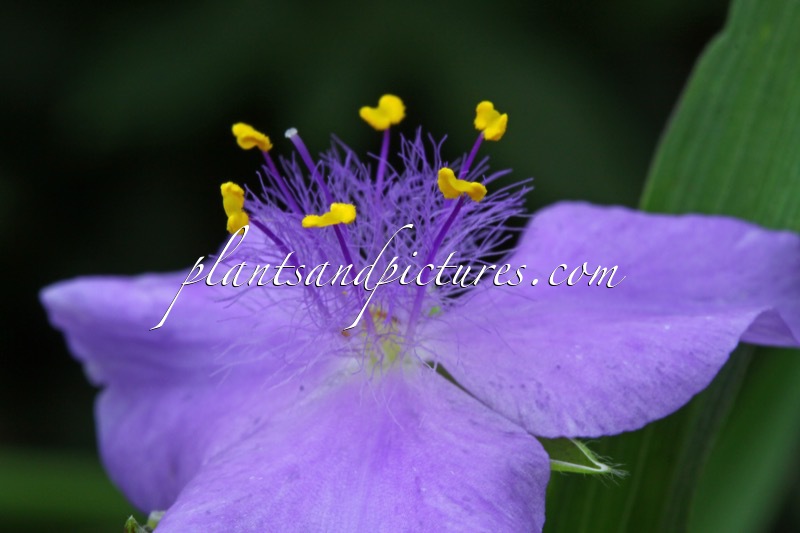 Tradescantia ‘Good Luck’