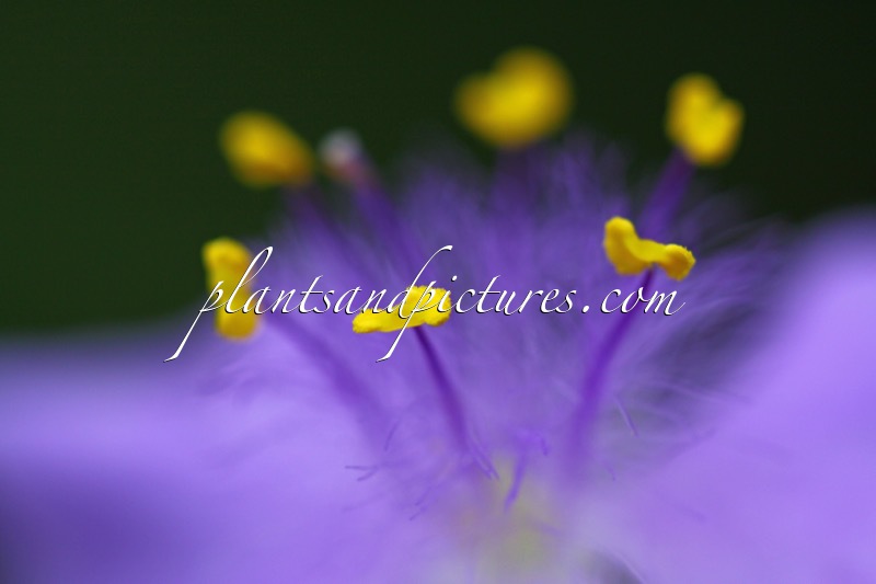 Tradescantia ‘Good Luck’