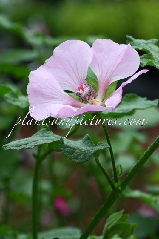 Anisodontea ‘Cristal Rose’