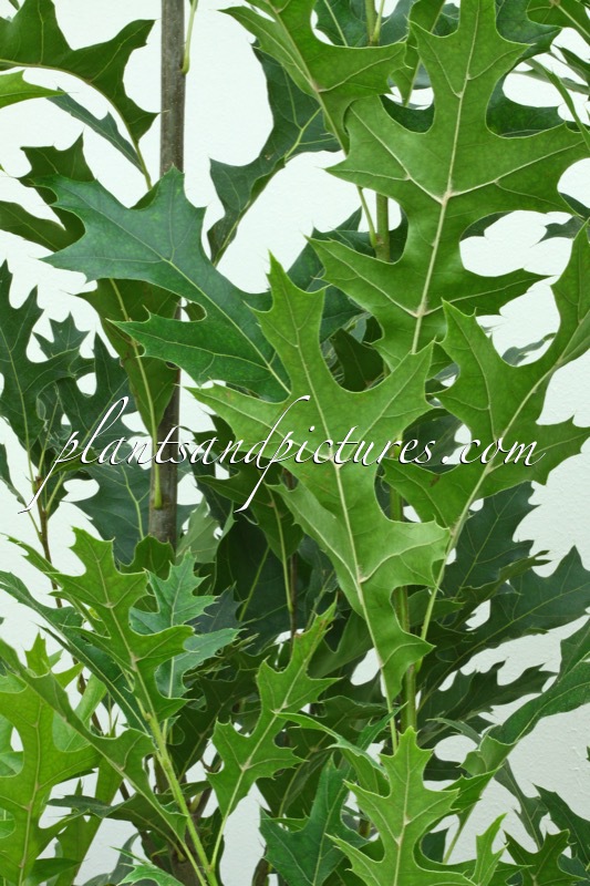 Quercus palustris ‘Pringreen’ (GREEN PILLAR)