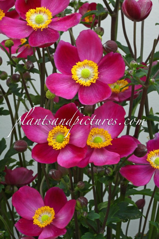 Anemone ‘Pretty Lady Diana’