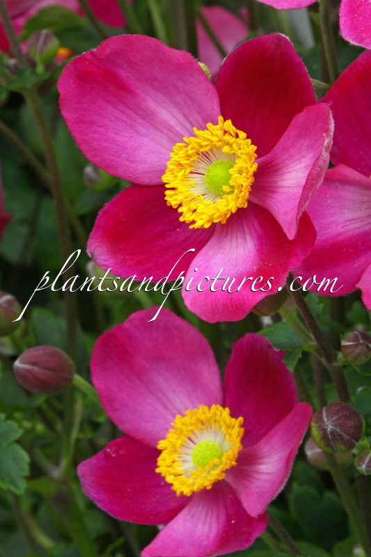 Anemone ‘Pretty Lady Diana’
