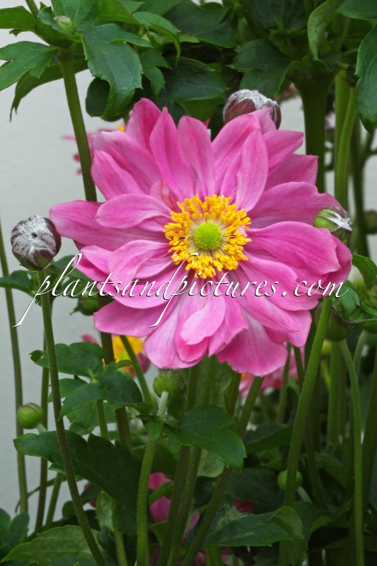 Anemone ‘Pretty Lady Emily’