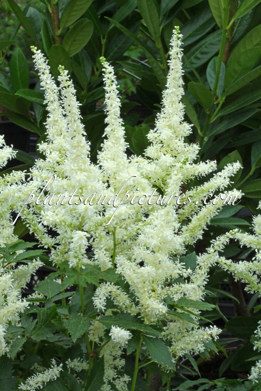 Astilbe ‘Close Harmony’