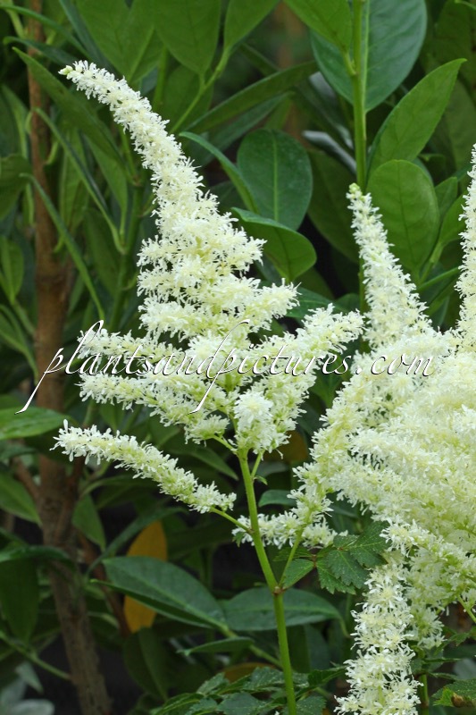 Astilbe ‘Close Harmony’