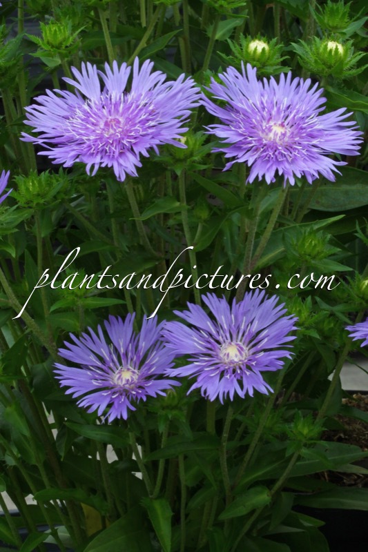Stokesia laevis ‘Mels Blue’