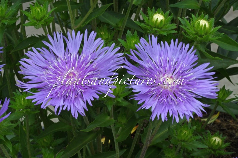 Stokesia laevis ‘Mels Blue’
