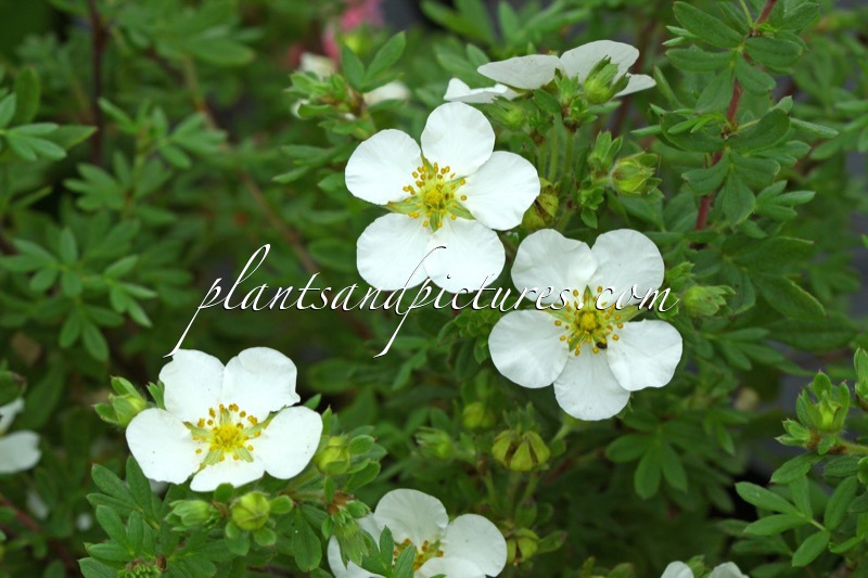 Potentilla fruticosa ‘White Lady’