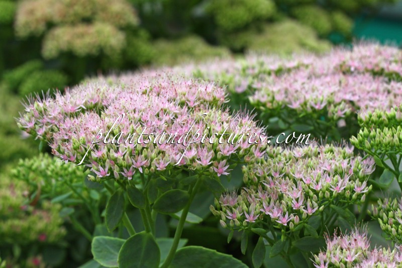 Sedum spectabile ‘Mr Goodbud’