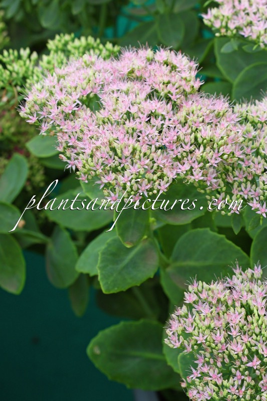 Sedum spectabile ‘Mr Goodbud’