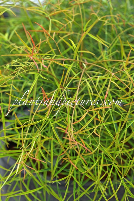 Nandina domestica ‘Filamentosa’