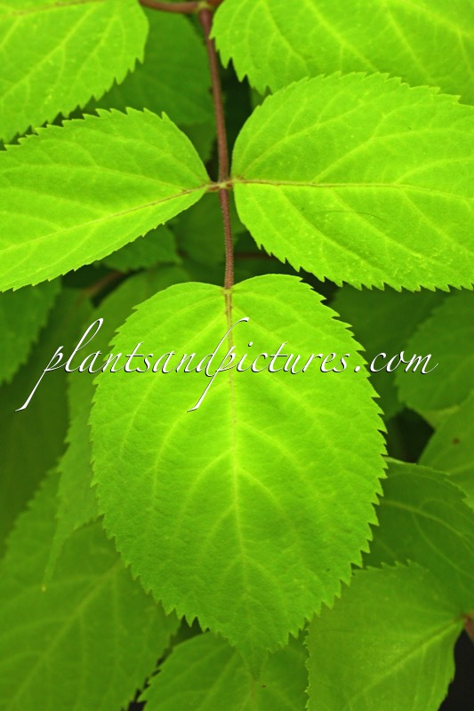 Aralia cordata ‘Sun King’