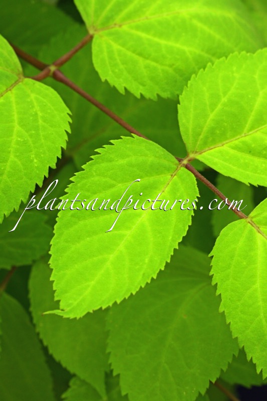 Aralia cordata ‘Sun King’