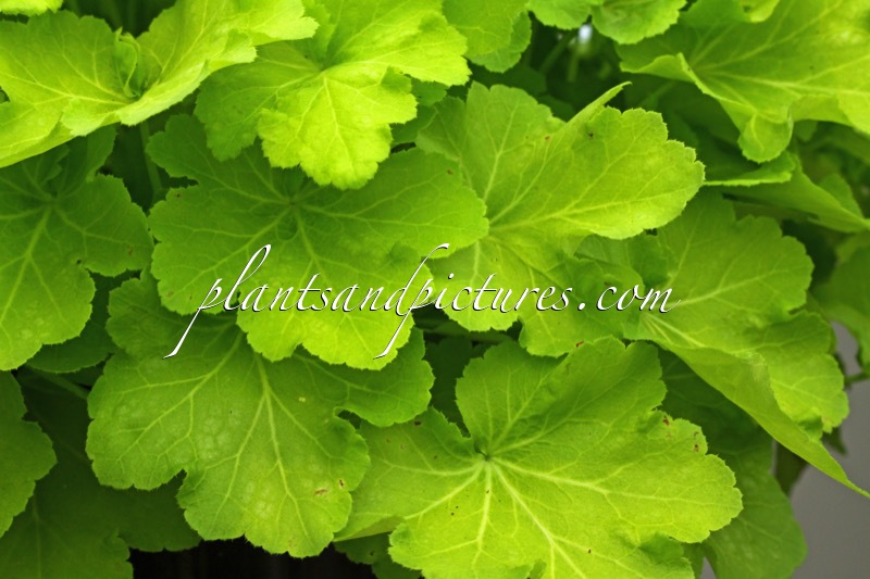 Heuchera ‘Tara’