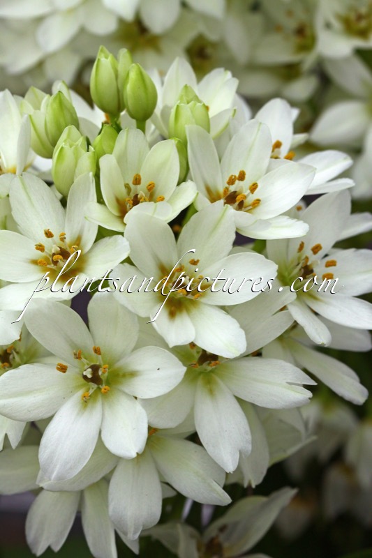 Ornithogalum ‘Chesapeake Snowflake’