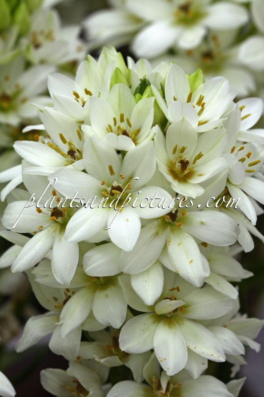 Ornithogalum ‘Chesapeake Snowflake’